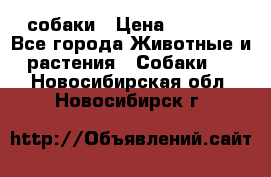 собаки › Цена ­ 2 500 - Все города Животные и растения » Собаки   . Новосибирская обл.,Новосибирск г.